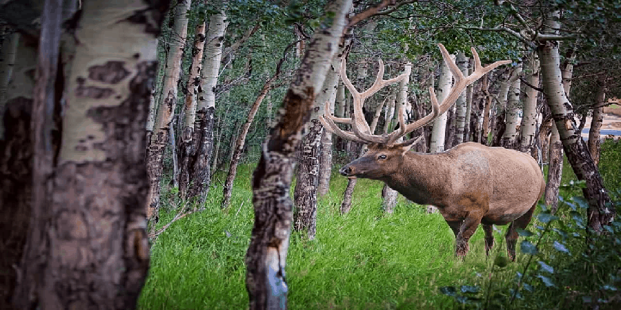 Elk hunting coming to Missouri