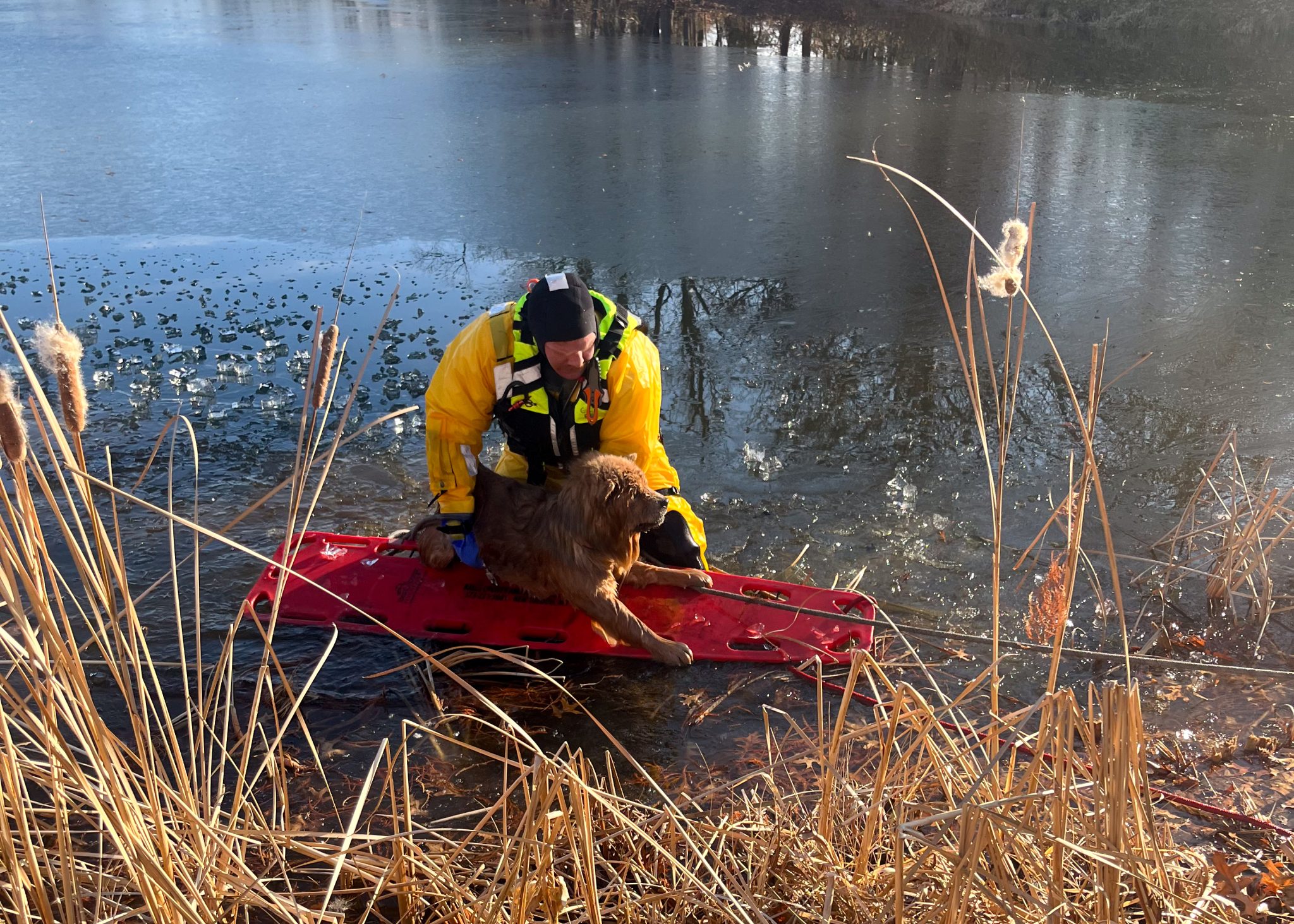 bear dog rescue 12.16.25